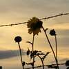 beasunnybee